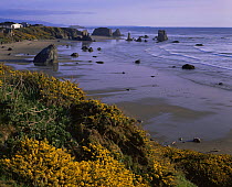 Sea stack studded beach, Bandon, Oregon, USA