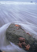 Incoming tide surging around Starfish (Asteroidea) clinging to a rock, Toleak Point, Olympic NP, Washington, USA