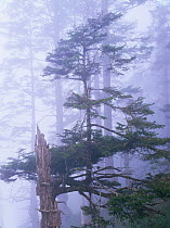 Trees of a coniferous forest in the morning mist, Olympic NP, Washington, USA