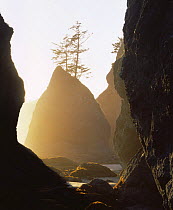 Point of Arches at sunset, Pacific Coast, Olympic NP, Washington, USA