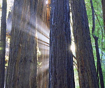 Sunbeams through Coastal Redwood trees (Sequoia sempervirens), Muir Woods NP, California, USA