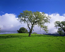 Oak Trees in a meadow in the Santa Ynez Mountains, California, USA