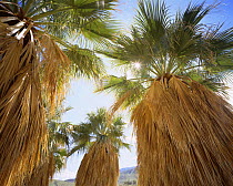 California Fan Palm trees {Washingtonia} with the sun shining through the top leaves, Anza-Borrego Desert State Park, California, USA