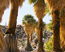 California Fan Palm trees {Washingtonia} in Mary's Grove, Anza-Borrego Desert State Park, California, USA