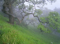 Oak trees in the mist on Figueroa Mountain, Los Padres National Forest, California, USA