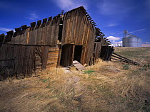 Old lopsided barn with grain silos in the background, Douglas County, Washington, USA