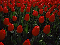 Field of cultivated red Tulips {Tulipa Genus} growing in the gardens at Keukenhof, The Netherlands, Europe