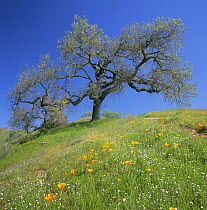Oak Tree {Quercus sp} in a meadow amid California Poppies {Eschscholzia californica}, Henry W. Coe State Park, California, USA