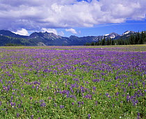 Lupin {Lupinus genus} growing in a meadow with mountains in the background, Mount Rainier NP, Washington, USA