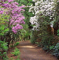 Blossoming trees in Washington Park Arboretum, Seattle, Washington, USA