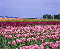 Colourful rows of cultivated Tulipa {Tulipa genus} growing at Tulip Town, Skagit Valley, Washington, USA