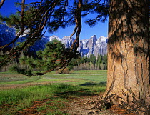 Leidig Meadow and Cathedral Rocks with a coniferous tree in the foreground, Yosemite NP, California, USA