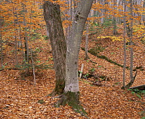 Autumn in a hardwood forest in Chapel Basin, Pictured Rocks National Lakeshore, Michigan, USA