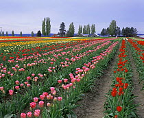 Rows of different coloured cultivated Tulips {Tulipa genus} growing in Tulip Town, Skagit Valley, Washington, USA