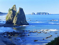 View of sea stacks on the Pacific Coast, Olympic NP, Washington, USA