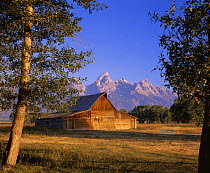 John Moulton Barn on Mormon Row at the base of the Grand Teton Mountains, Grand Teton NP, Wyoming, USA