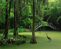 Algae covered swamp with ornamental birds and bridge, Magnolia Plantation Gardens, South Carolina, USA