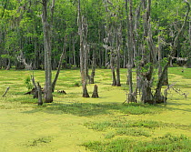 Cypress {Cupressaceae} and Tupelo Gum Trees {Nyssa aquatica} growing in the Audubon Swamp Gardens, Magnolia Plantation Gardens, South Carolina, USA