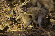 Bridled Nail-tail Wallaby {Onychogalea fraenata} Queensland, Australia. Endangered species