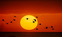 Brolga {Grus rubicundus} flock flying in front of setting sun, Queensland, Australia. Composite image.