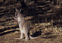 Eastern Grey Kangaroo {Macropus giganteus}  Juvenile arm licking to keep cool, Victoria, Australia