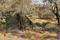 Photographers hide at Malleefowl nest site, Wyperfeld National Park, Victoria, Australia
