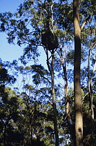 Photographer's hide at White-bellied Sea-Eagle nest 60 feet high in gum tree, Tasmania, Australia