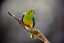 Orange-bellied Parrot {Neophema chrysogaster} Breeds only in South West Tasmania, Australia. Critically Endangered species