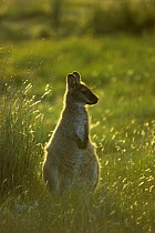 Bennett's / Red-necked Wallaby {Macropus rufogriseus} Australia