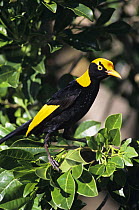 Regent Bowerbird {Sericulus chrysocephalus} male, Queensland, Australia