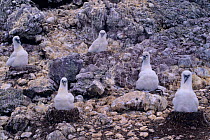 Shy Albatross (Thalassarche cauta) chicks in nesting colony, Albatross Island, Tasmania, Australia