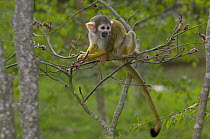 Bolivian Squirrel Monkey {Saimiri boliviensis}, Captive, occurs South America