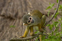 Bolivian Squirrel Monkey {Saimiri boliviensis}, Captive, occurs South America