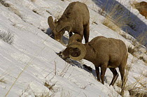 Rocky Mountain Bighorn {Ovis canadensis} feeding in snow, Yellowstone National Park, USA