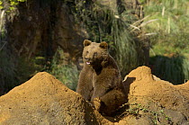 European Brown Bear {Ursos arctos} Spanish race, Cantabrica, Spain, Captive
