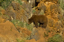 European Brown Bear {Ursos arctos} Spanish race, Cantabrica, Spain, Captive