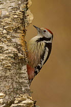 Middle Spotted Woodpecker {Dendrocopus medius} France