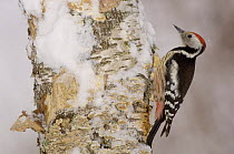 Middle Spotted Woodpecker {Dendrocopus medius} in snow, France