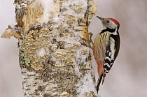 Middle Spotted Woodpecker {Dendrocopus medius} in snow, France