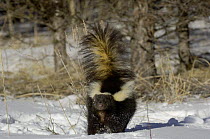 Striped Skunk {Mephitis mephitis} in snow, USA
