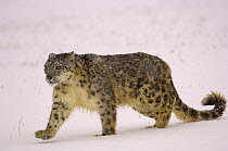 Snow Leopard {Panthera uncia} walking in snow, Captive