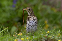 Song Thrush {Turdus philomelos} with earthworm, UK