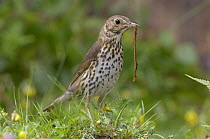 Song Thrush {Turdus philomelos} with earthworm, UK