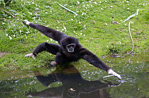 White-handed Gibbon {Hylobates lar} reaching over water, Captive