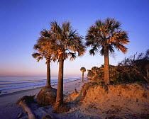 Cabbage Palmetto Trees {Sabal palmetto} on the beach at sunset, Hunting Island State Park, South Carolina, USA