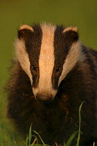 Badger cub {Meles meles} head portrait in evening light, Derbyshire, UK