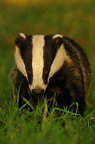 Young adult Badger {Meles meles} in evening light, Derbyshire, UK
