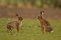 A male and female Brown / European hare {Lepus europaeus} pause after boxing, Derbyshire, UK