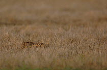 Adult Brown / European hare {Lepus europaeus} lies low in a field of corn stubble, Derbyshire, UK