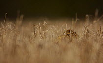 Adult Brown / European hare {Lepus europaeus} partially concealed in a field of corn stubble, Derbyshire, UK